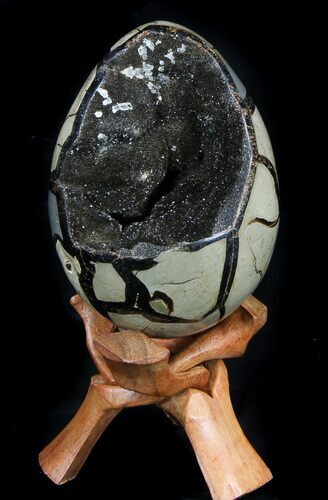 Septarian Dragon Egg Geode - Shiny Black Crystals #36049